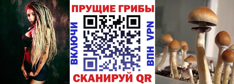 купить закладку  Дыгулыбгей  Псилоцибиновые грибы Psilocybine cubensis 